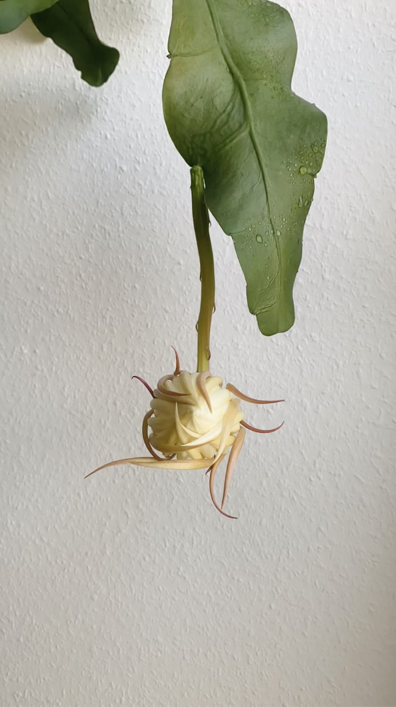 queen of the night cactus blooming Epiphyllum oxypetalum 2